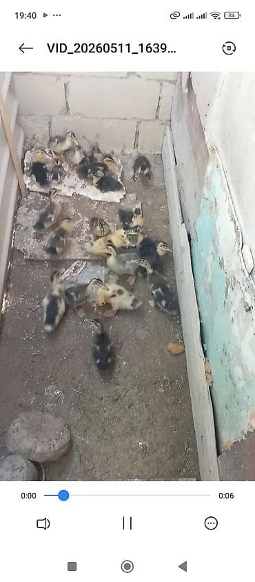 bala ordek: Yaşılbaş ördek balaları 15 günlükdüler — 1