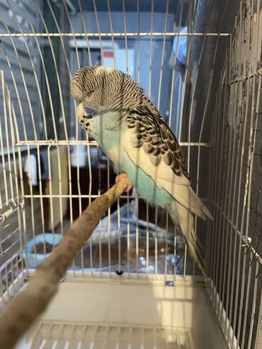 arı şəkilləri: Bülbül (dalmatin naxışlı, mavi-ağ rəng çaları) – əhliləşdirilmiş — 2