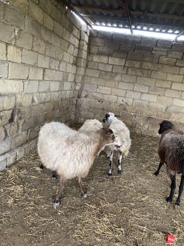 Quzu: Boğaz Qoyunlar satılır yekə hündür qoyunlardı yelində təzə elyiblər 4 — 2