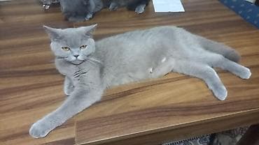 samoyed balasi satilir: Britan, Erkək, Dişi, Yaxşı əllərə, Ünvandan götürmə, Pulsuz çatdırılma, Ödənişli çatdırılma — 7