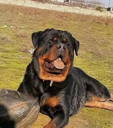 alman qurdu it: Rotveyler — 2