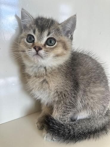 heyvalar: Şinşilla, Erkək — 4