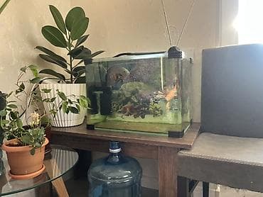 zavod akvarium: Akvarium satilir Zavod yumru kuncler ile 55x35x40 80 litr Qiymet tek — 3