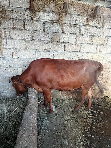 Dişi, il: 1, 150 kq, Ətlik