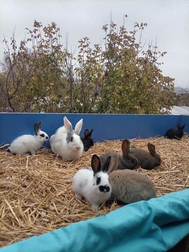 Грызуны: Məhsul: Dekorativ ev dovşanları (bir neçə rəng və naxışda) Təsvir: - — 3