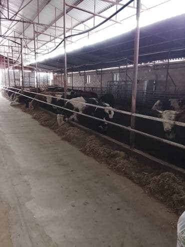 cins ineklerin satisi 2018: Hereford tipli ətlik danalar – fermadan - Şəkildəki bağlamalı fermada — 3