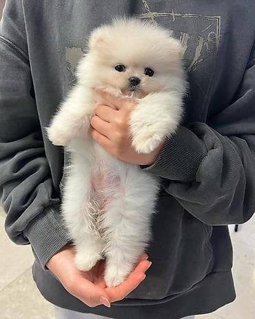 Şpitz, 2 ay, Erkek, Peyvəndli, Ödənişli çatdırılma — 4