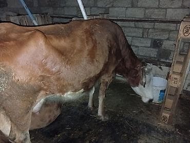 ag xaski: Salam aleykum 3 bash inəy yanlarında dishi balaları .qırmızı inəyin — 8