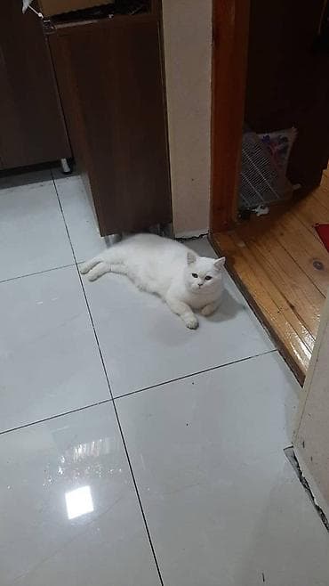 Птицы: Ağ rəngli, tüklü ev pişiyi - Rəng: tam ağ, qalın və yumşaq tüklü kürk — 3