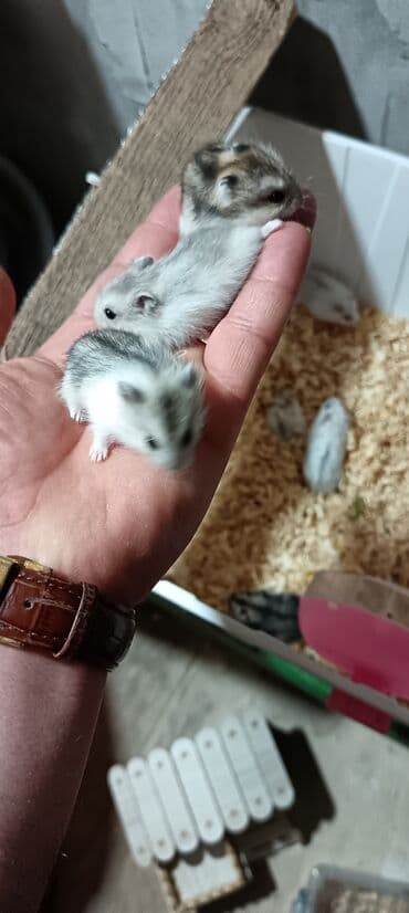 отдам котят в хорошие руки: Salam gördüyünüz cunqar hemsdırları sahipləndirilir kariçnivi ananın 4 — 11