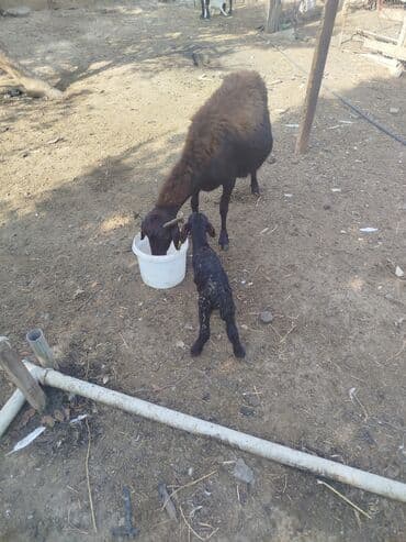cins inekler azerbaycanda: Qara rəngli qoyun və quzu 5 çi qana doğub dişi balası var 520 AZN — 1
