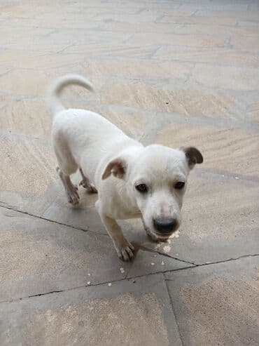 heyvanlara verilen adlar: Zvonok, 4 ay, Dişi, Peyvəndli, Ünvandan götürmə — 1