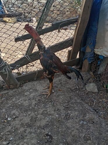 pişik balası satılır: Xoruz, il: 1 — 2