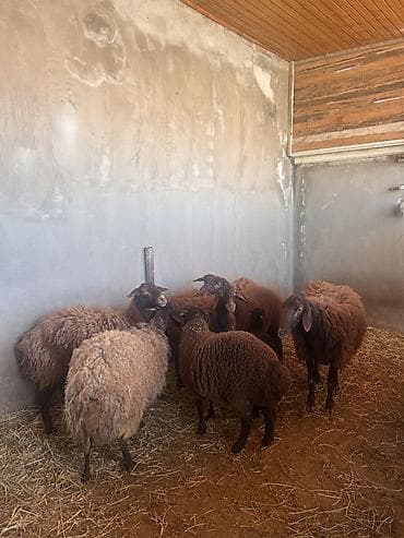 at yalinda satilan evler: 5 qoyun 1 qoç 4 quzu satılır Ünvan: Ramana kəndi əlaqə nömrəsi — 2