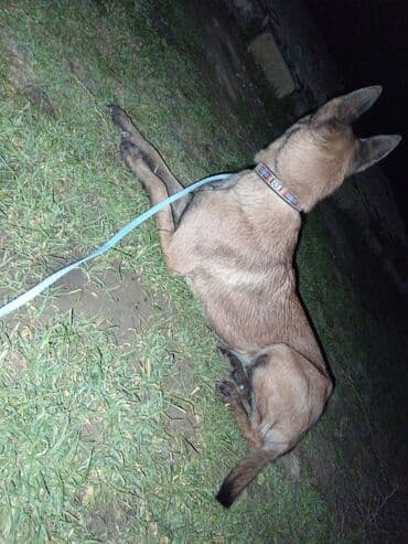 qafqaz çoban iti: Belçika çoban iti, 2 ay, Dişi, Ödənişli çatdırılma — 4