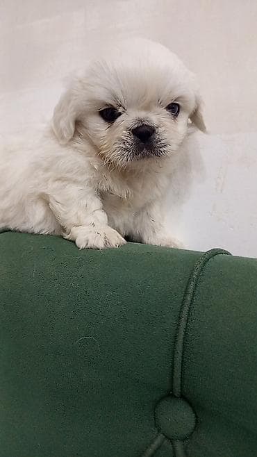 İtlər: Pekines — 2