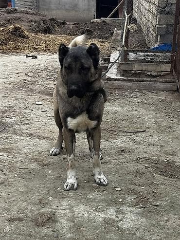 qefesi: Kanqal — 1