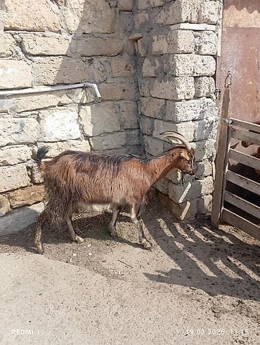 alabay sekilleri: Boz-qəhvəyi rəngli, uzun buynuzlu yerli keçi - Cins: yerli (mix) - — 2