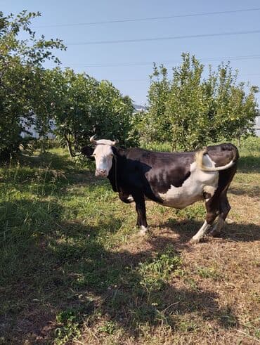 inek qiymeti: Dişi, il: 9 — 3