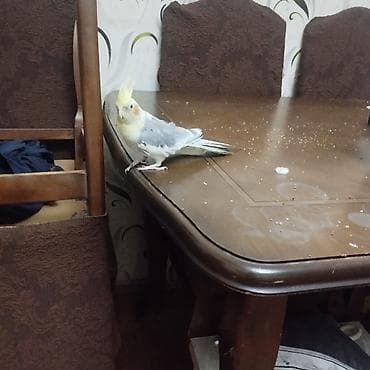 whatsapp qrupları: Salam. Gozel gorkemli Korella satilir. 1 yas 2 ayliqdi.Erkekdi — 7