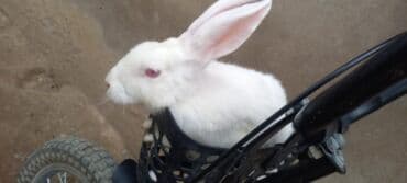 dovsanlar: Dovsanlar satilir — 8