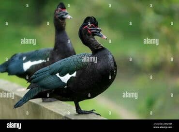 pişik yarım tip: Təmiz cins zümrüdü lal ördəklər satılır. Başları ağarandan deyil. 3 — 2
