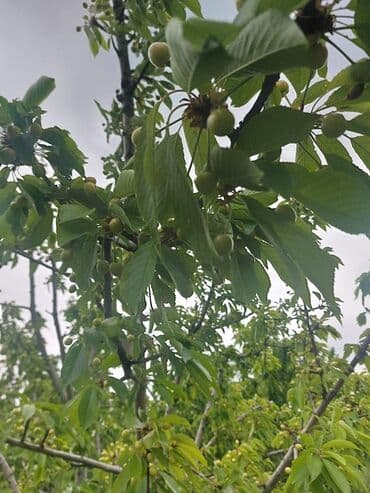 tuya ağacı yağı: 2 hektar 79 sot Məhsul: Gilas bağı Xaçmaz Rahimoba yolunda Asvaltdan — 6