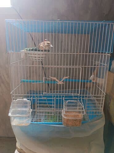 ordək necə gunə bala cıxardır: Amadin satilir 1 cut dunen yumurta qoyublar Məhsulun tərkibi: - 2 — 2