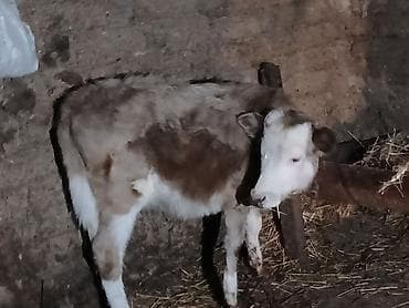 Inəklər, öküzlər: Mal-qara – buzov - Növ: Yerli cins buzov - Rəng: Ağ-qonur qarışıq (ağ — 3