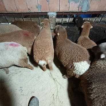 Inəklər, öküzlər: Salam aleyküm dişi quzlar205 mantda kom 14 quzdu dişller. erkey — 4