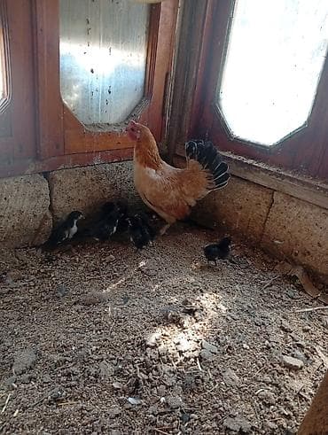lider 55 toyuq: Toyuq, Yumurtalıq, Ödənişli çatdırılma — 3