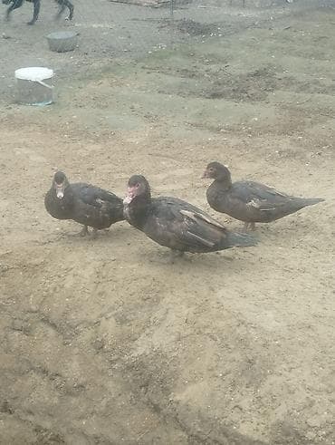 Гуси: Musk ördəkləri (indo-ördəklər) – 3 baş 1 Erkey 2 dişi orginal Qırmızı — 6