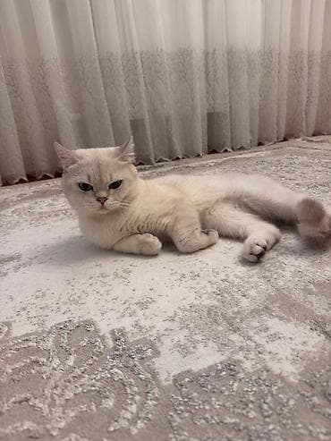 benqal pişik: Yaxşı saglam pişiklə CÜTLƏŞDİRMƏK istəyirəm. Erkəkdir. Ödənişsiz — 3