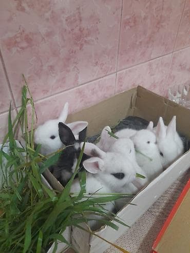 cins at: Yeni Zellandiya ağ dovşan cinsi.Mavi göz ev — 1