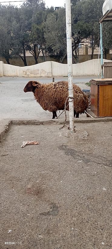 Pişiklər: Qoyun – yerli cins, qəhvəyi rəngli, uzun və sıx yunlu. qala dişi — 8