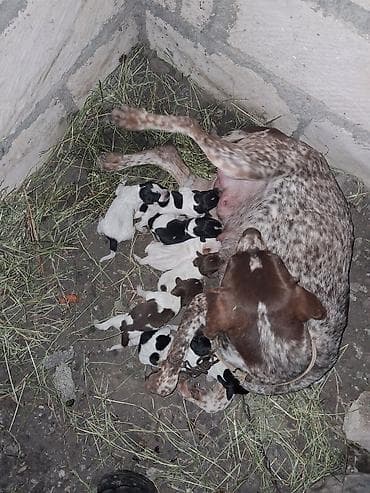hinduşka balası: 2 ay — 1