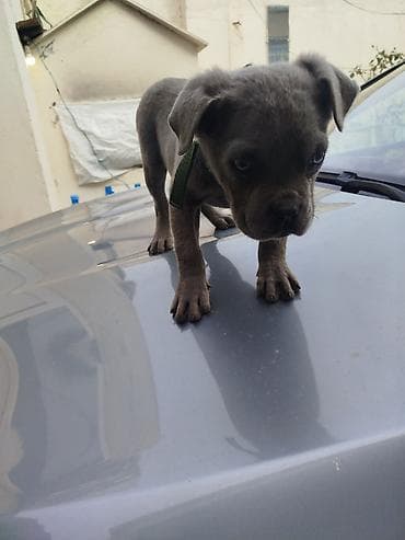 heyvan inek: Amerikan sortu pitbul Boz rəngdə balaca it balası - Cins: qısa tüklü — 3