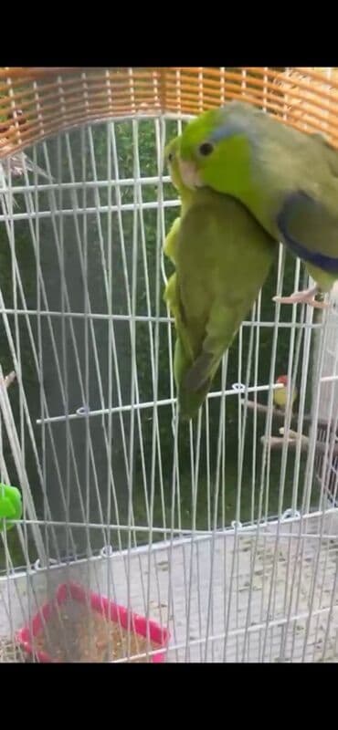 tutuquş: Parrotlet (cüt) – yaşıl-mavi tonlarda, xırda ölçülü, sakit və mehriban — 1