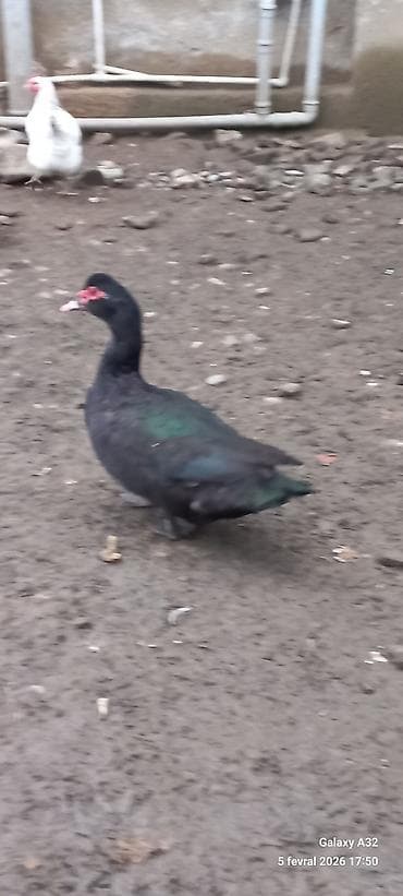 husky qiymetleri: Krasnadar Zumrud 6 aylıq erkəy.Unvan Lənkəran.Bakıya 20yanvara və — 4