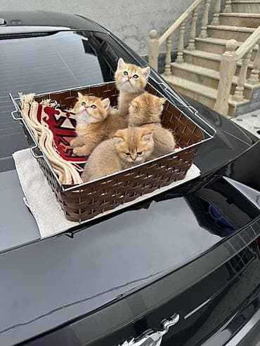 menks cinsi pisik: Britan — 5