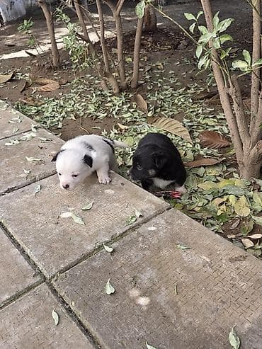 heyvan sahiblendirme: Zvonok, Erkek — 3