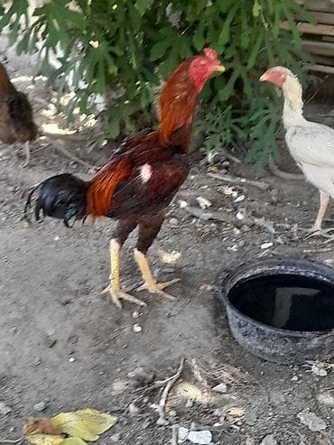 bugdanin qiymeti: Xoruz, Heyratı, il: 1, Ünvandan götürmə — 1