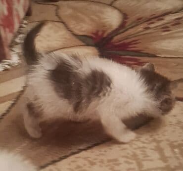 pişik balası satışı: Yaxşı əllərə — 2