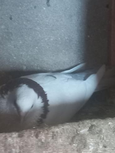 katibə quşu: 3 ədəd göyərçin. Ünvan Sabunçu. Dişi qara boynugüllü — 3