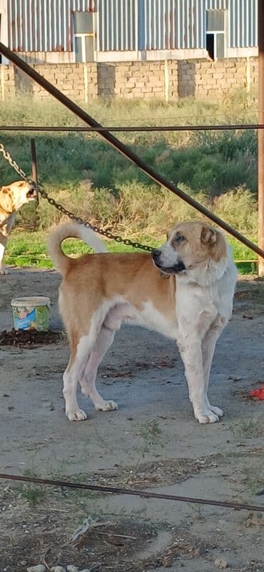 Qurdbasar, 2 il, Erkek, Peyvəndli, Ödənişli çatdırılma