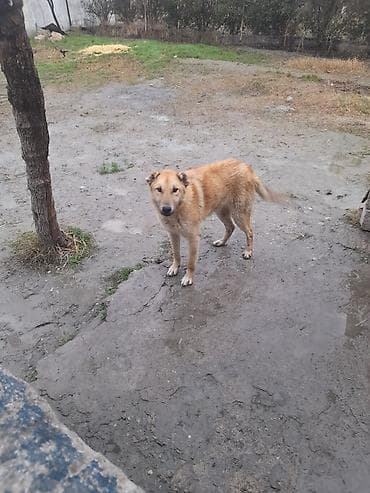 pulsuz heyvan: Salam 8 aylıq qurt basar satllır erkeydir qiymeti 60 manata tel 070 — 1