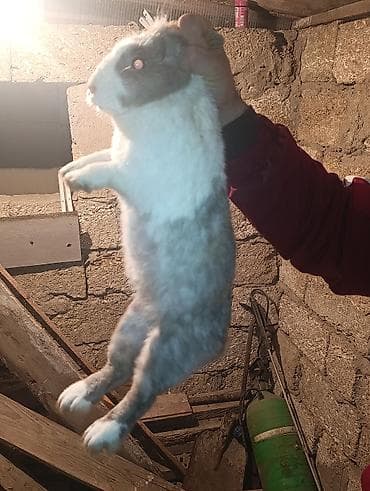 Keçilər, çəpişlər: Dekorativ qarisiq dovşan 4 ededdi necesi erkek necesi disidi bilmirem — 9
