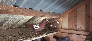 xususi heyvan adlari: Erkey mayadilar erkeyin 4saat cox ucuşu var — 1