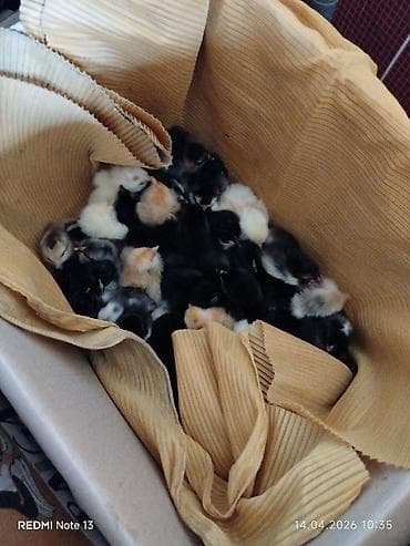 cücə toyuq: Toyuq cücələri, Ətlik — 2