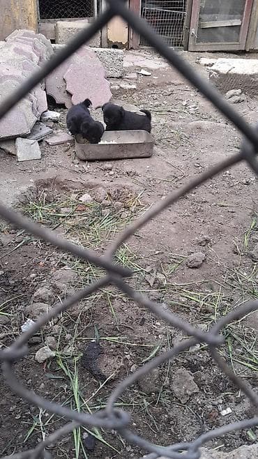 Qara rəngli balaca itlər – mehriban və oynaq - Cins: kiçik ölçülü